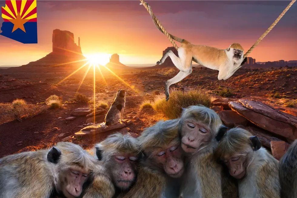 Arizona State Is Monkeying Around For A Better Future