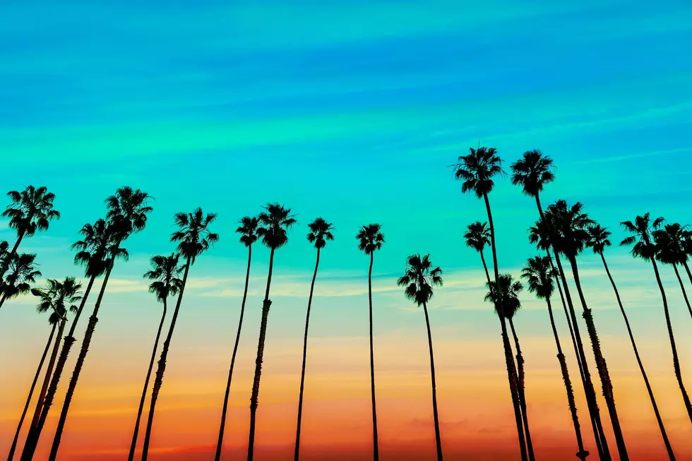 Palm trees lined up against a vibrant orange and blue sky