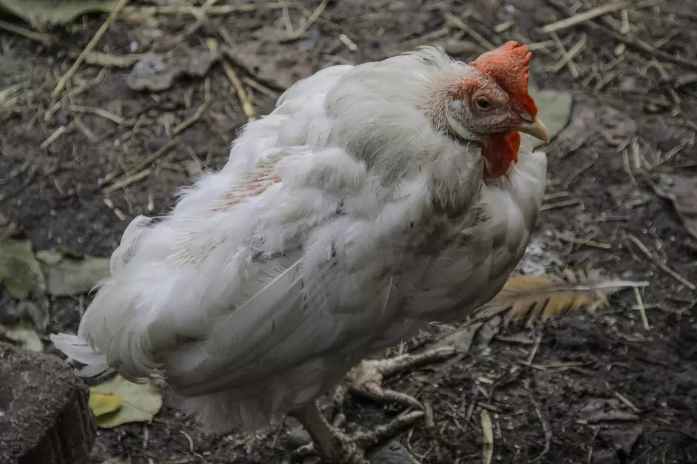 A sickly looking chicken