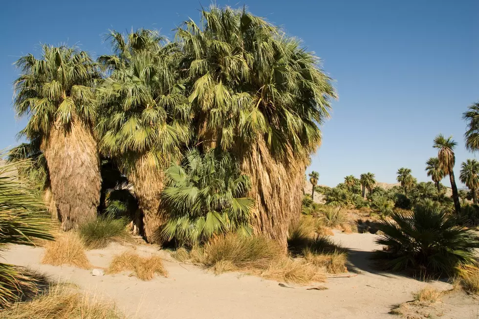 A group of palms grow in the Arizona desert