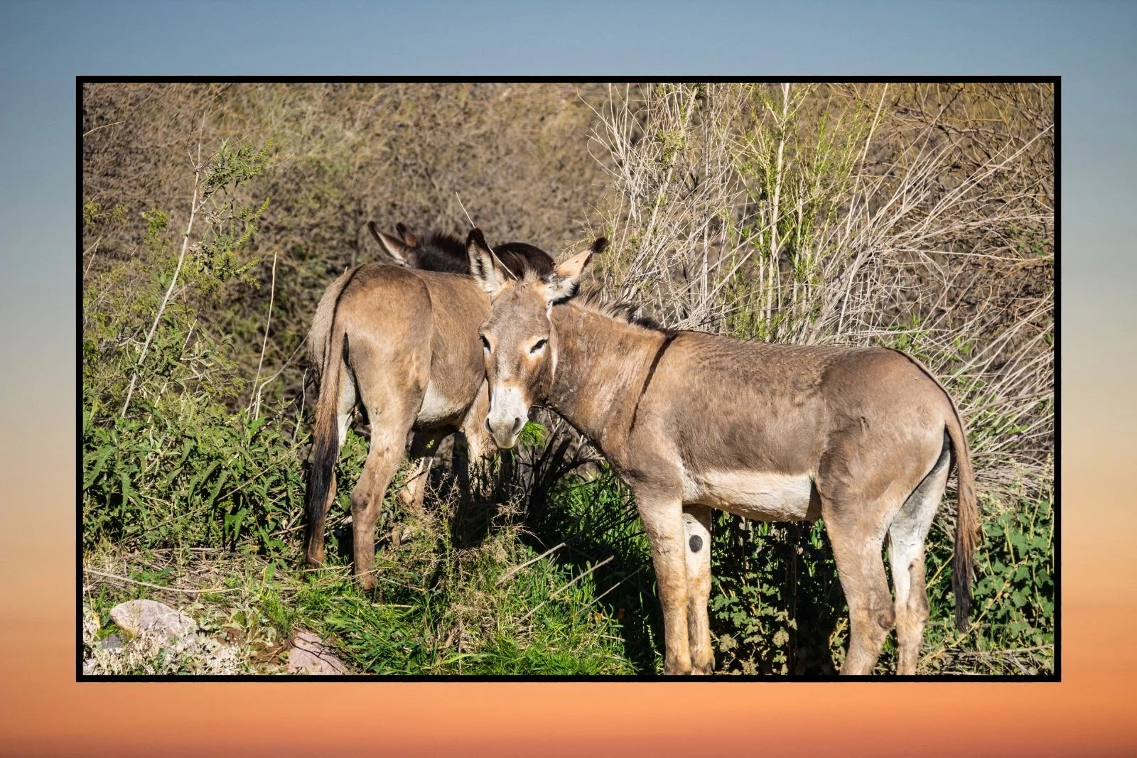 Two burros walk through the brush