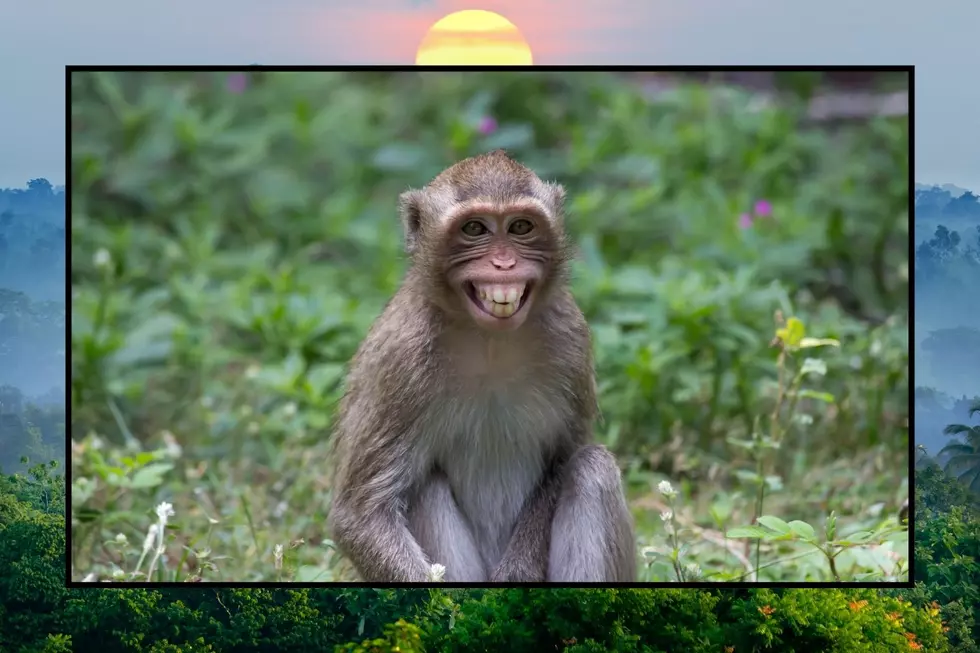 A smiling monkey