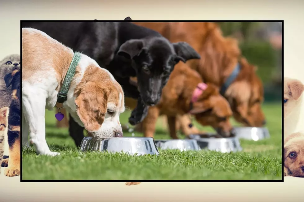 Dogs eating from their food bowls