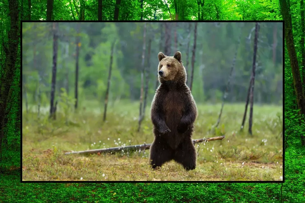 A bear standing on its hind legs