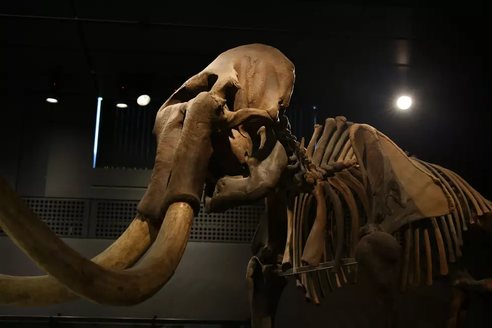 Mammoth Fossil. / Photo by Canva