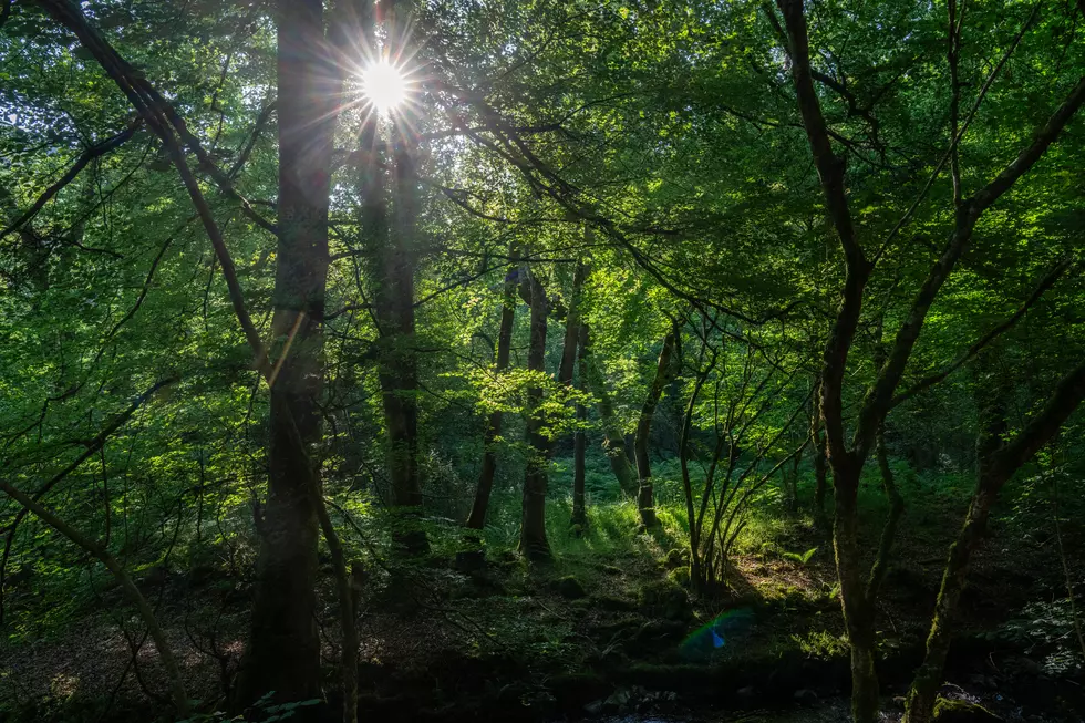 Rain Forest. / Carl Court, Getty Images