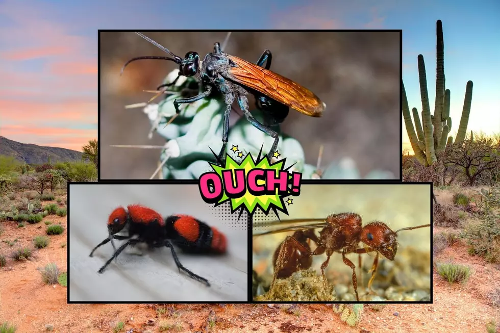Some Of The Most Venomous Insects Are Found Right Here In Arizona!