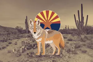 The Coyote In Apache Folklore, A Trickster, A Teacher, A Warning