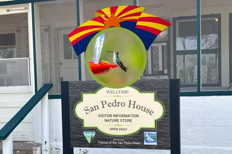 What is Hummingbird Banding and Why is it Important?