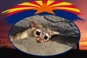 Arizona's State Mammal, The Ringtail, Explained