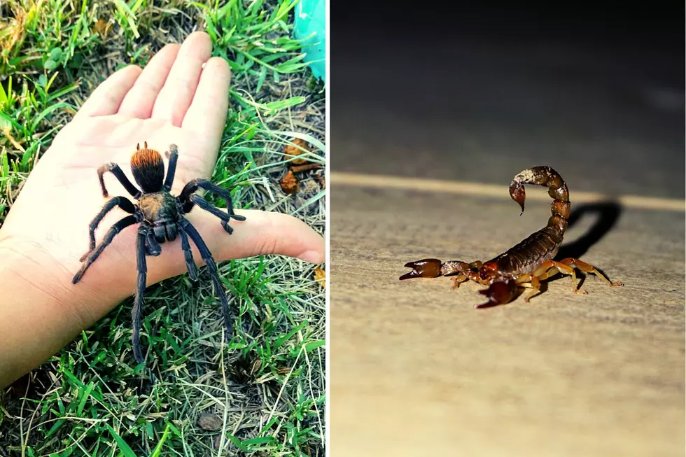Tarantulas, Rattlesnakes, Scorpions. Cochise County is Tough!