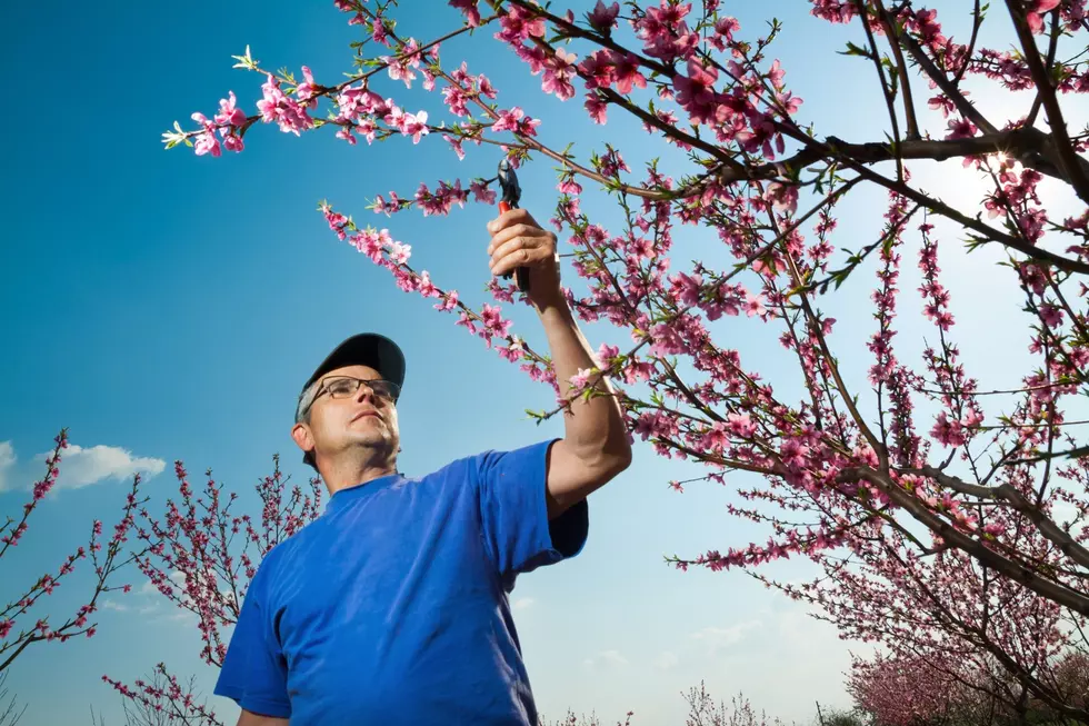 Tree Pruning Workshop with Cochise County Master Gardeners