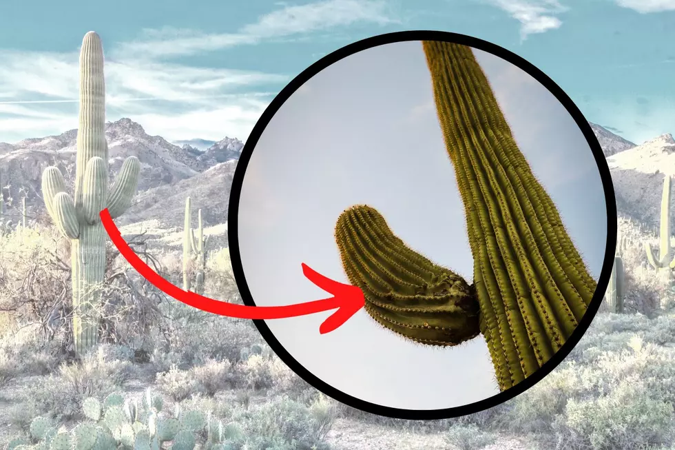 3 Things You Didn&#8217;t Know About Saguaro Cactus