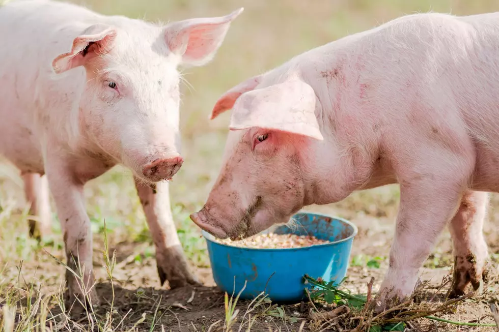 Pigs. Credit: Canva