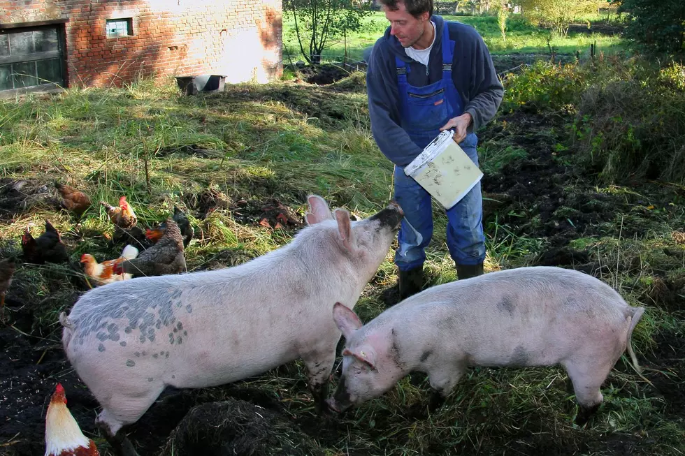 Is it legal to feed your pig garbage? Credit: Canva