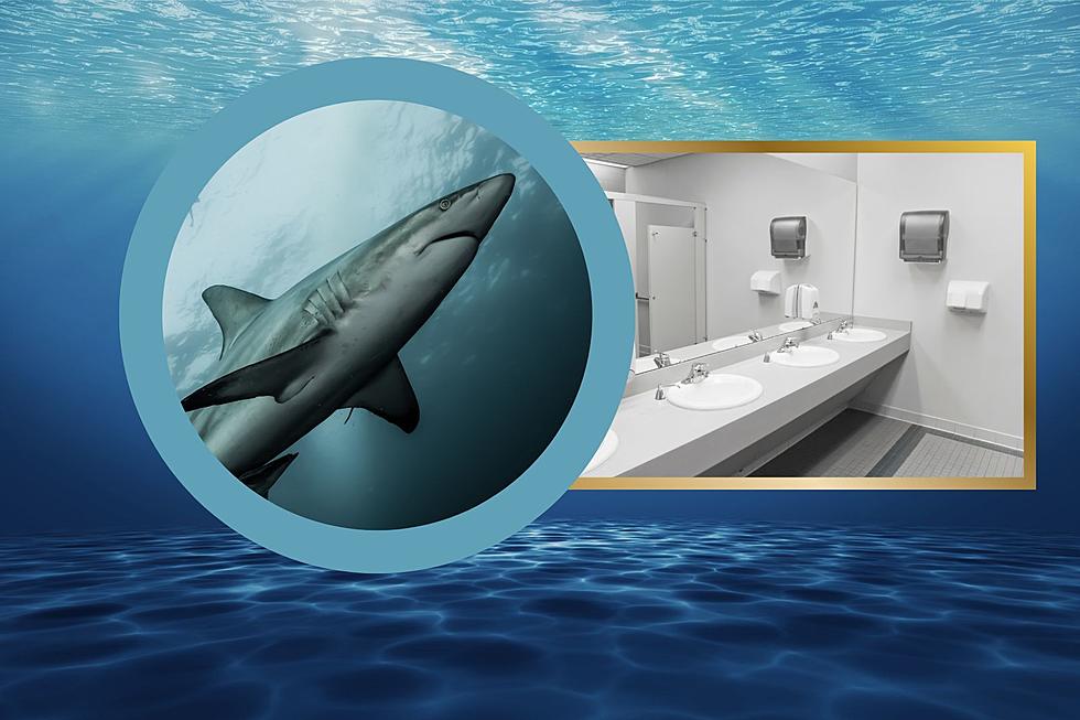 Wash Your Hands and Watch a Shark - Only in Arizona