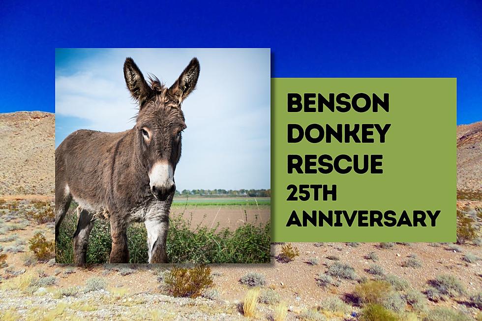 Celebrate the Benson Donkey Rescue &#038; Sanctuary