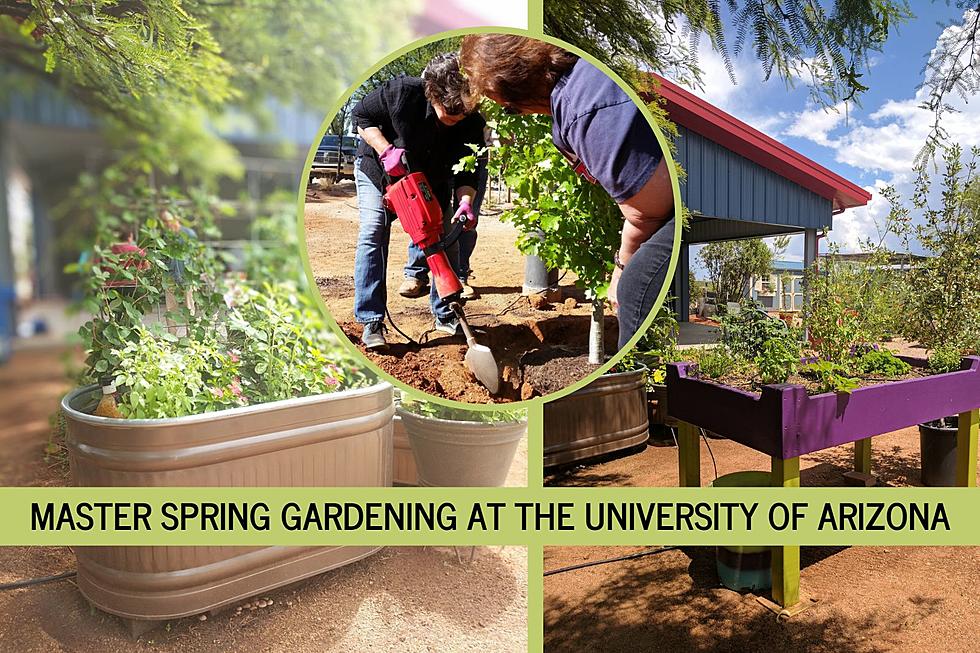Master Spring Gardening with the UA Sierra Vista
