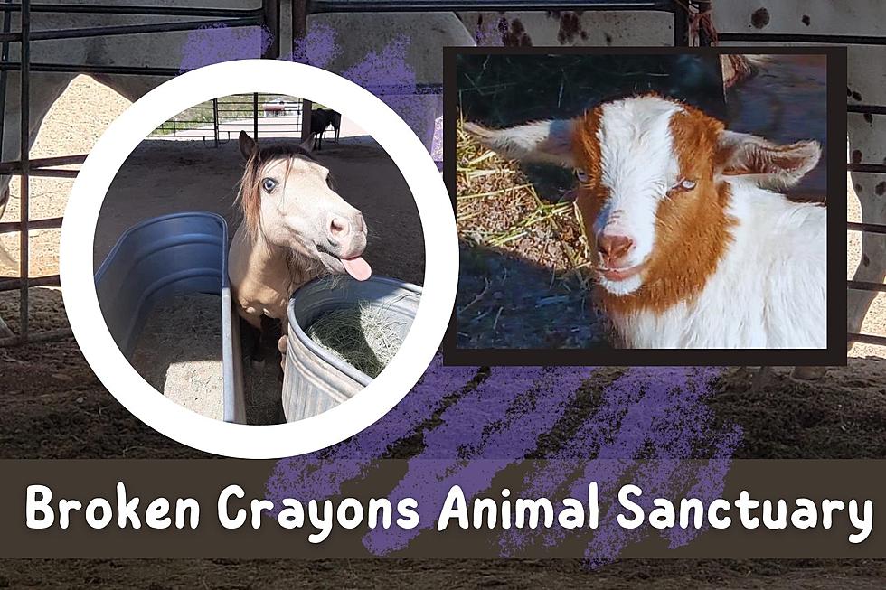 Broken Crayons: A Second Chance for Animals & People in Tombstone