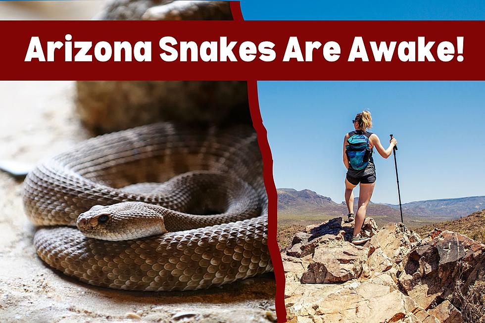 Arizona’s Snakes are Waking Up: What You Need to Know