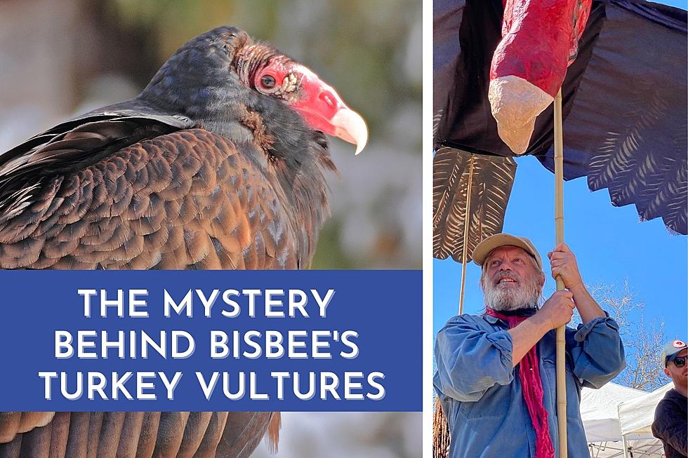Why Bisbee Celebrates the Turkey Vulture's Return