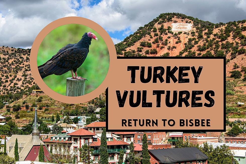 Celebrating the Return of the Turkey Vultures in Bisbee