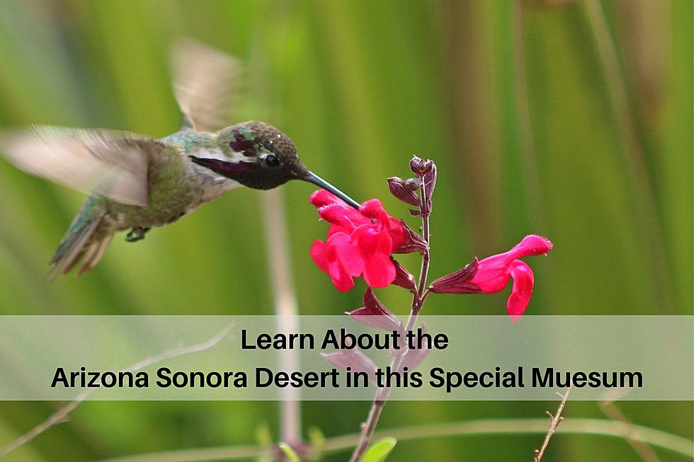 Learn About the Arizona Sonora Desert in this Amazing Destination