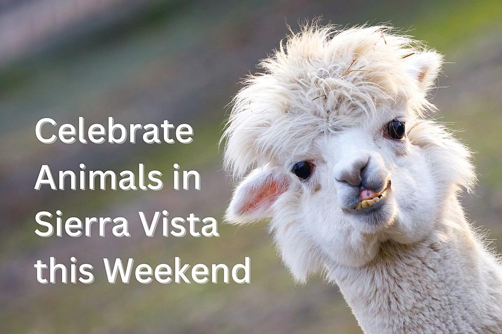 We're Celebrating Animals in Sierra Vista