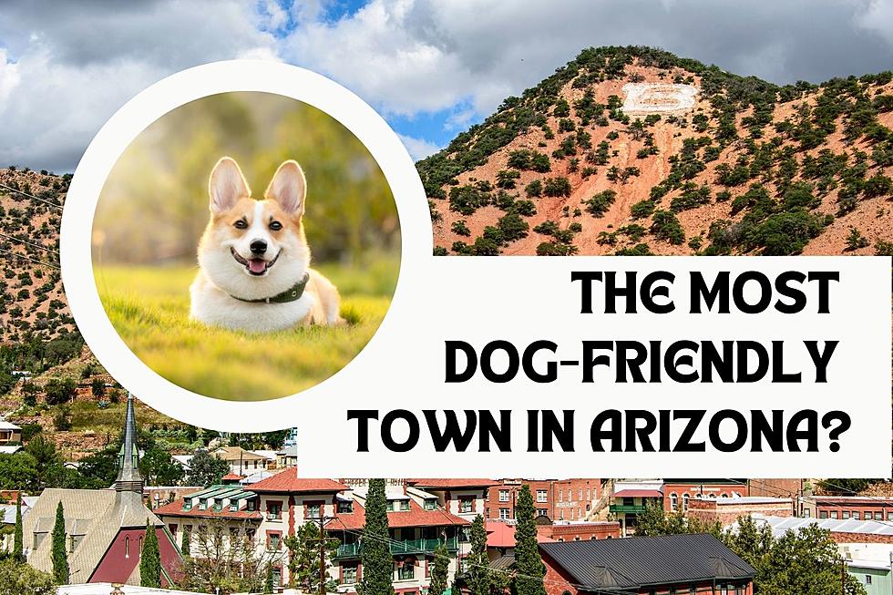 This May Be the Most Dog-Friendly City in Arizona