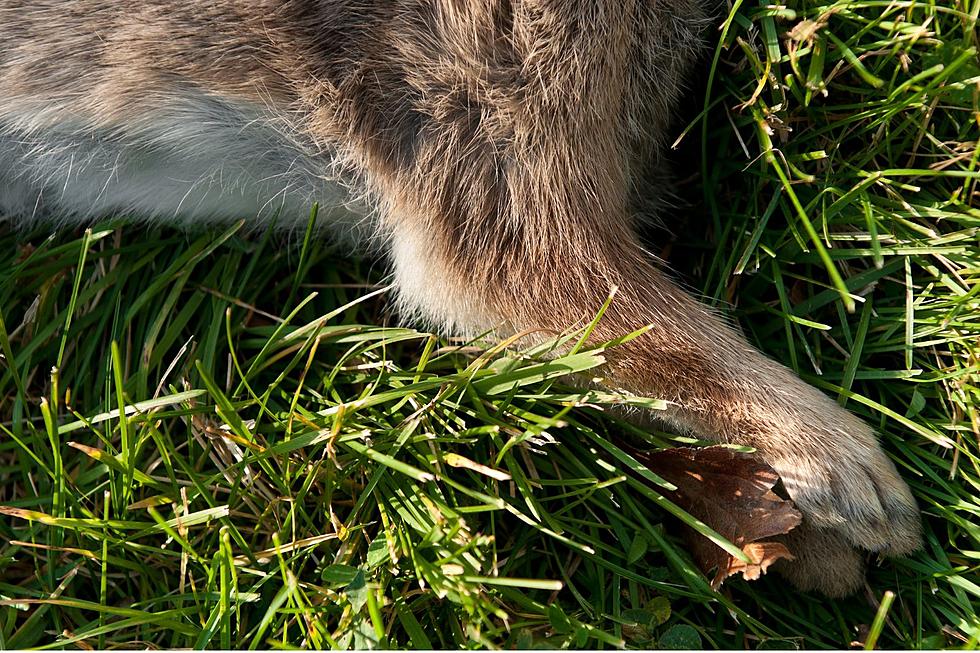 What to Immediately if You Find a Dead Rabbit in Arizona