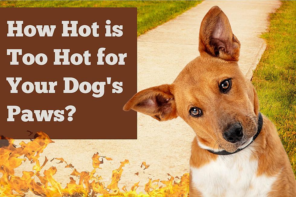 It&#8217;s a Scorcher! How Hot is TOO Hot When You Walk Your Dog in Arizona?