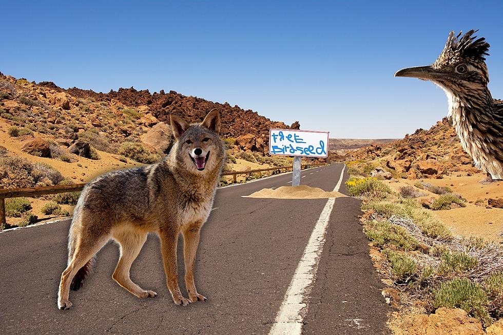 The Real Roadrunner Versus Coyote in Arizona?