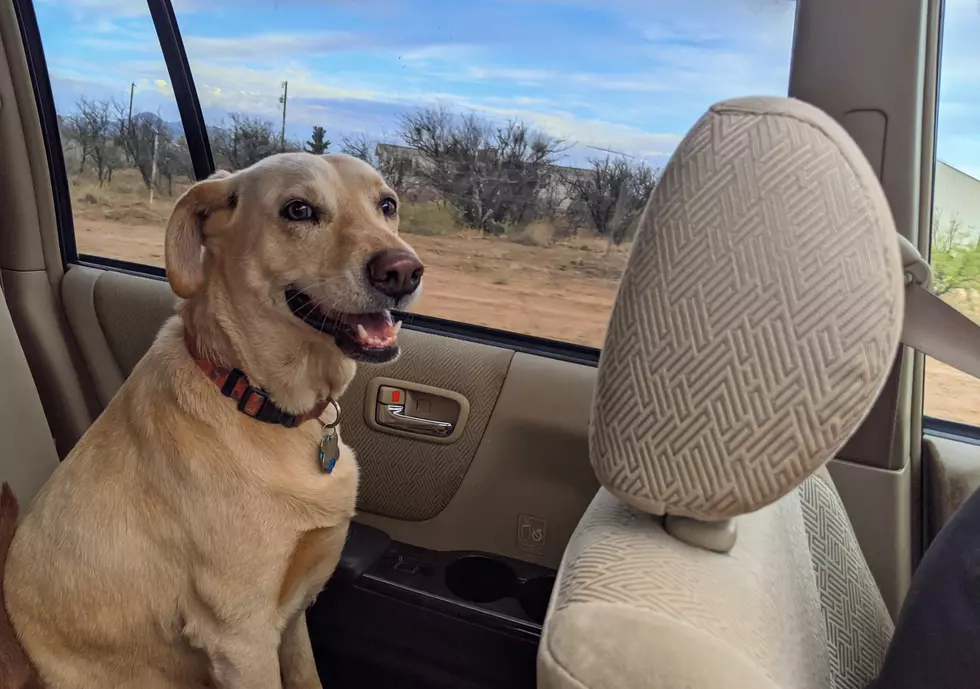 Val's dog, Nilla loves to ride in the car. Credit // Val Davidson/TSM