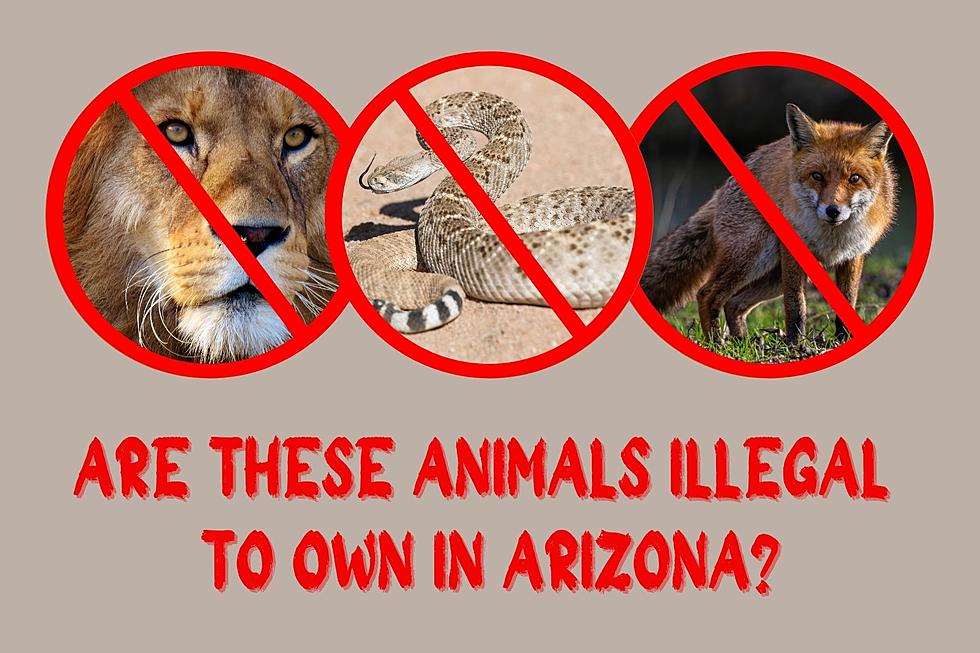 Are These Animals ILLEGAL to Own in Arizona?