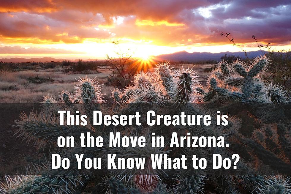This Creature is on the Move Now in Arizona: Do You Know What to Do?