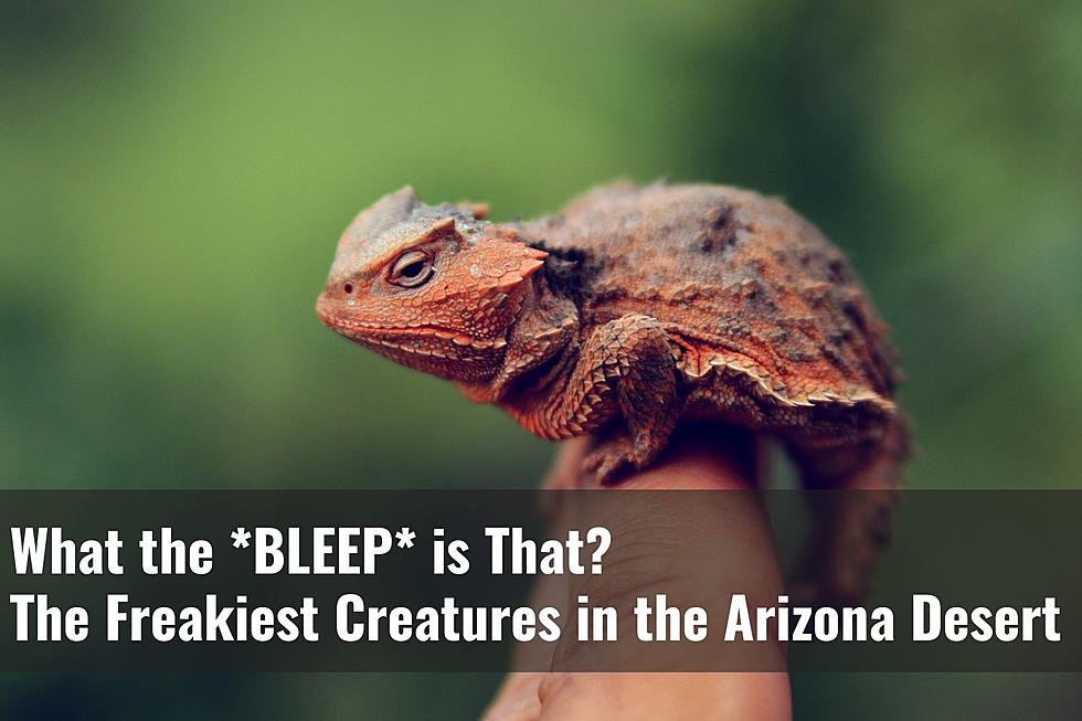 What the Bleep is THAT? Top 5 Freaky Creatures Found Only in AZ