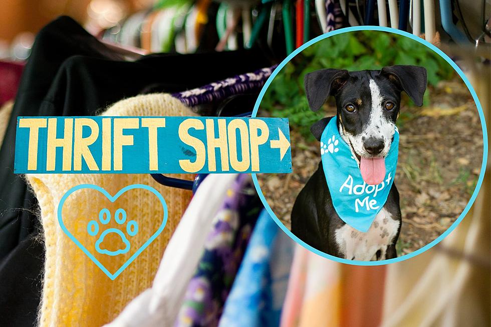 Want to Help Animals? Shop These Amazing Arizona Thrift Stores