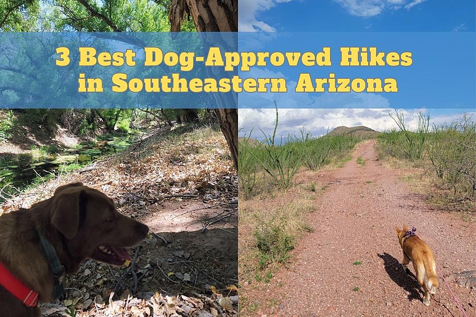 3 Best Dog Approved Hikes in Southeastern Arizona