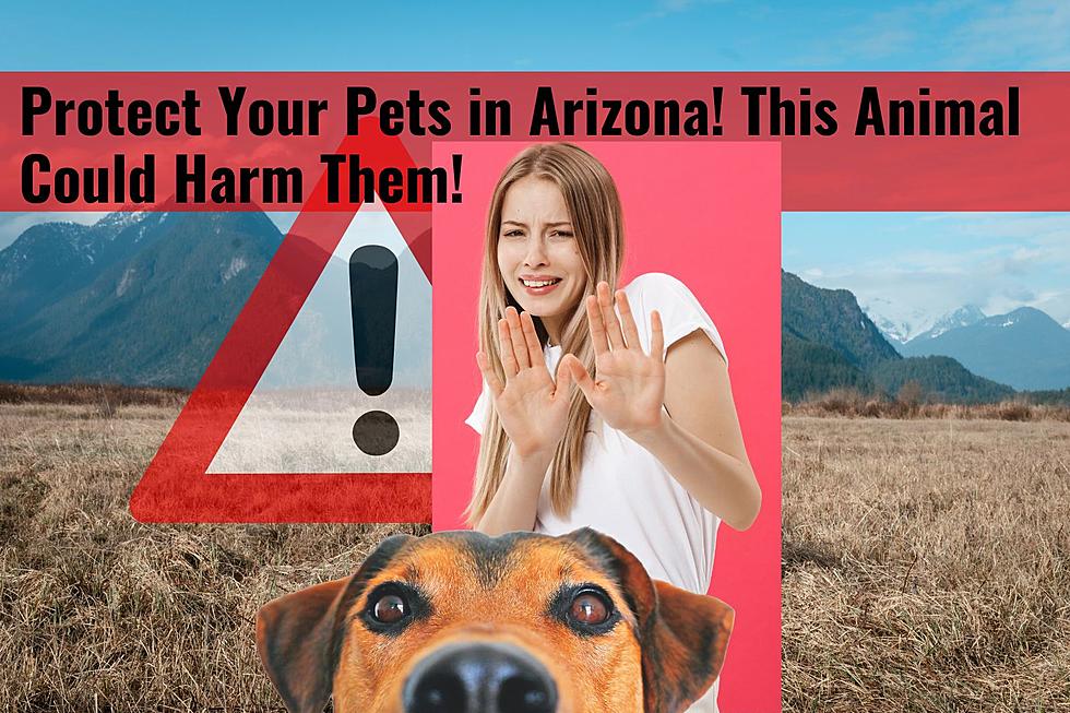 Watch Your Pets in Arizona! This Dangerous Threat Could Hurt Them