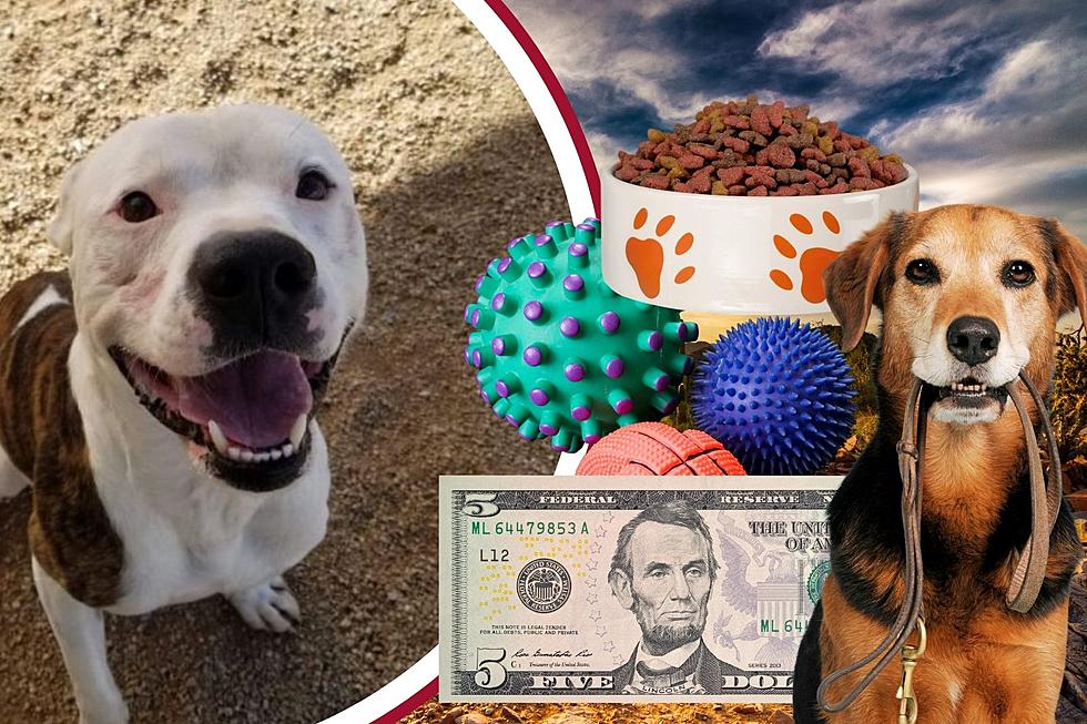 Arizona Animal Shelter is Now Offering $5 Adoption Specials