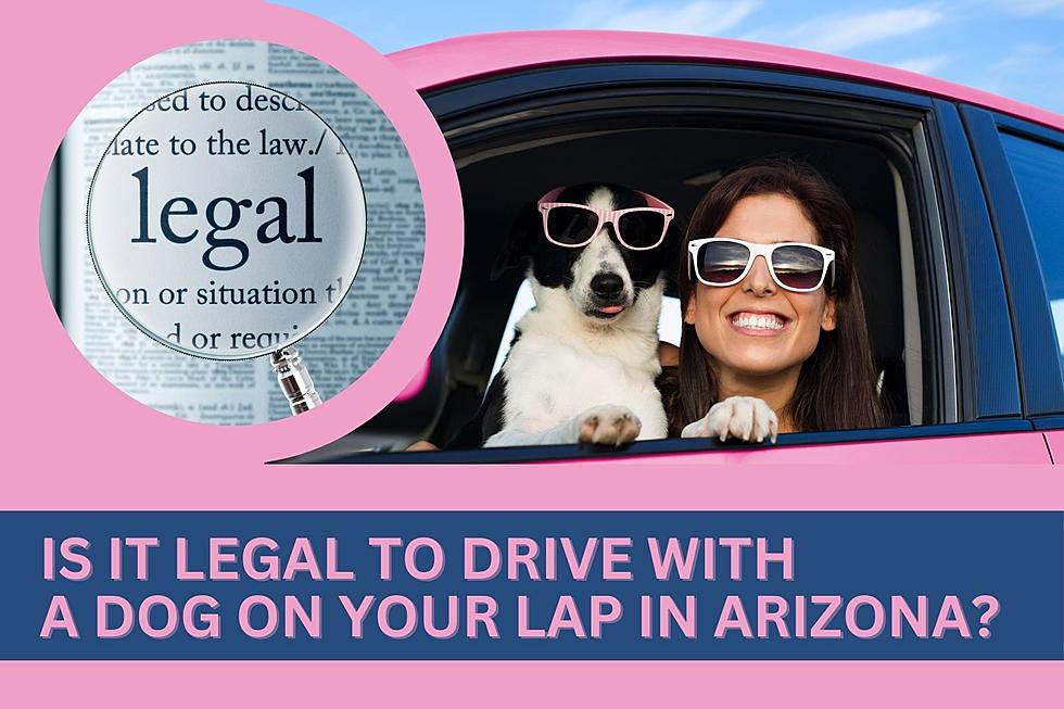 Is it Legal in Arizona to Drive with a Dog on Your Lap?
