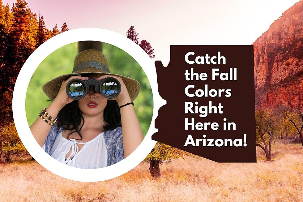 Experience Fall Colors Without Leaving Arizona