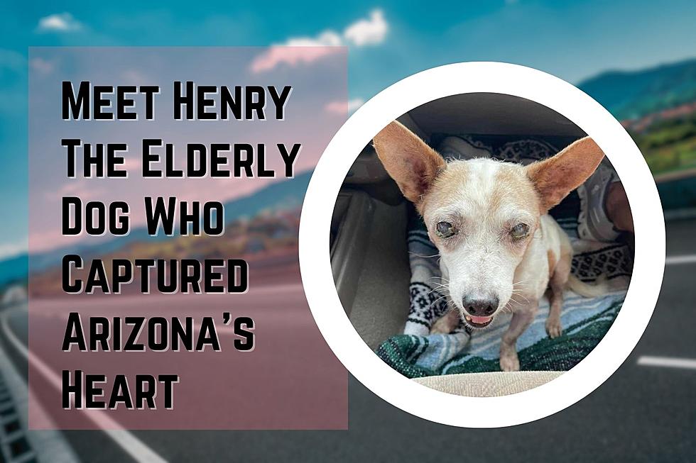 The Rescue and Update on the sweet Dog Who Captured Arizona&#8217;s Heart