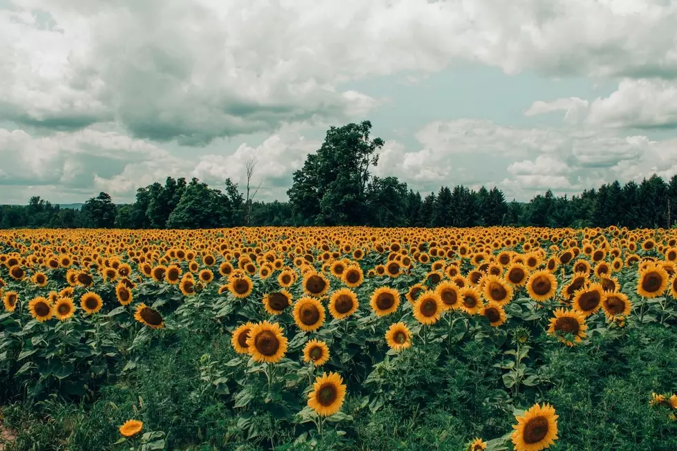 Sunflower Field_// via Pexels designecologist