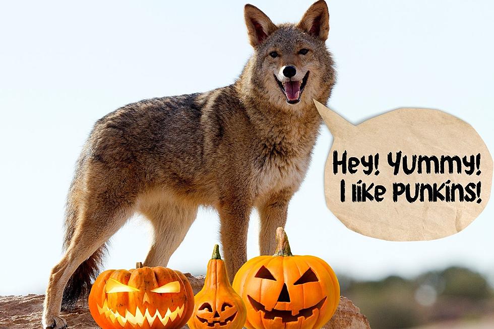 Your Pumpkins Might Be Inviting Wildlife to Your Neighborhood