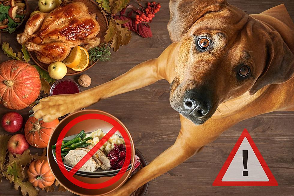 Arizona Vets Advise: Never Give These Dangerous Thanksgiving Foods to Your Dog