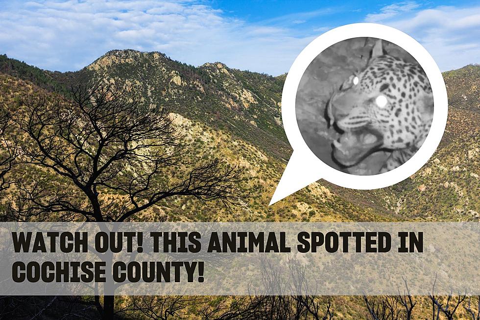 Watch Out! This Animal Has Been Spotted in Cochise County!