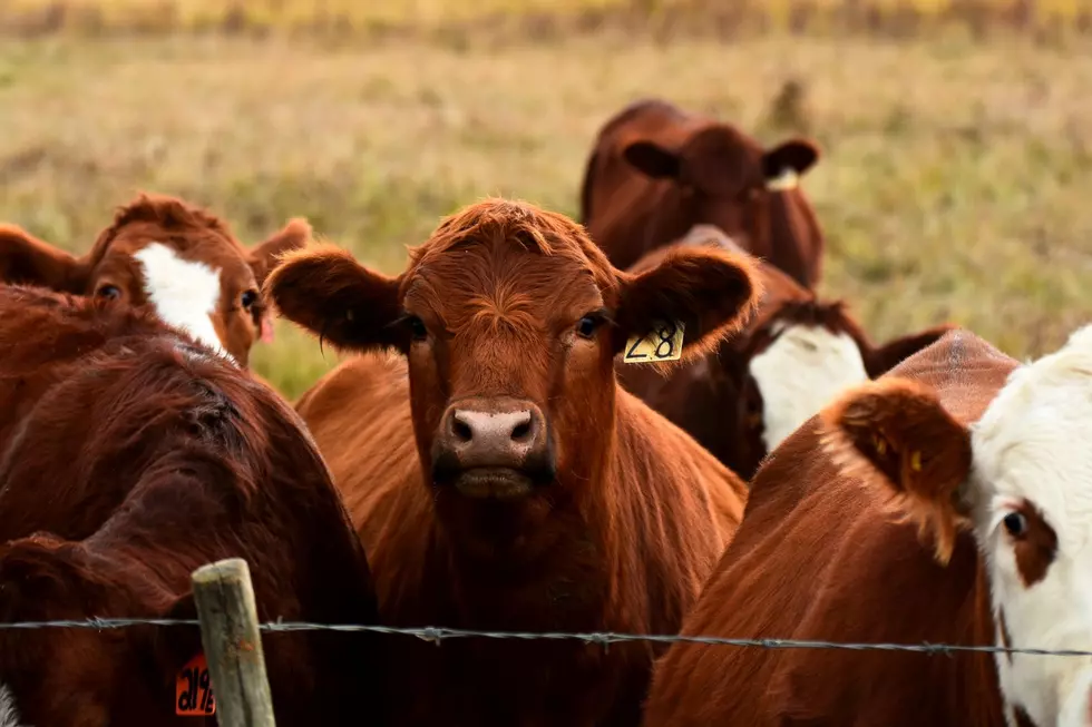 Does the driver or the rancher pay for damages if someone hits livestock in Arizona?