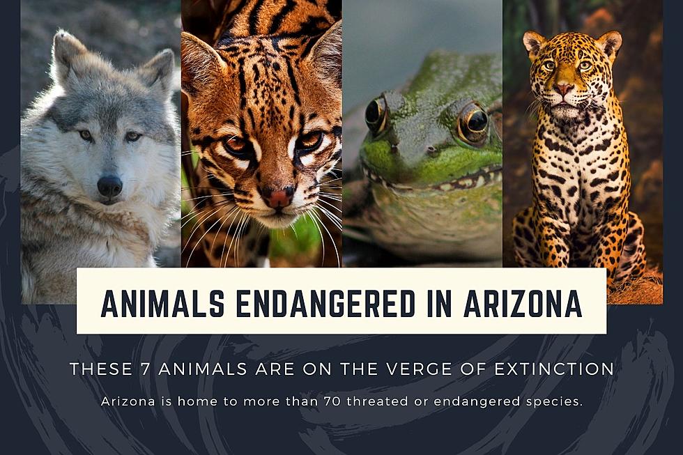 Can We Save These 7 Arizona Animals on the Verge of Extinction?
