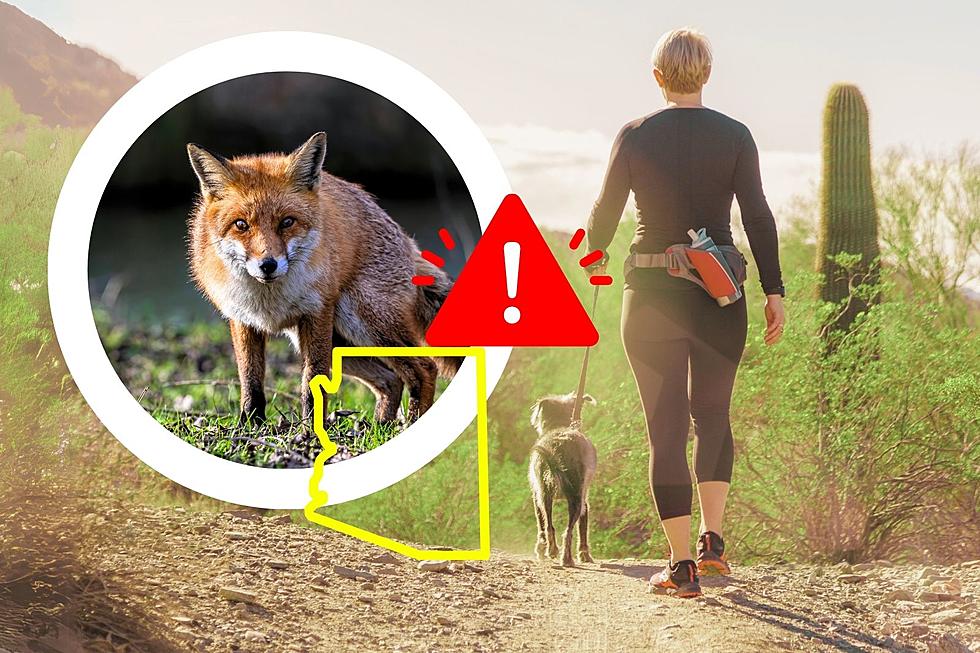 Experts Advise: Beware of Rabid Foxes in These Arizona Counties!